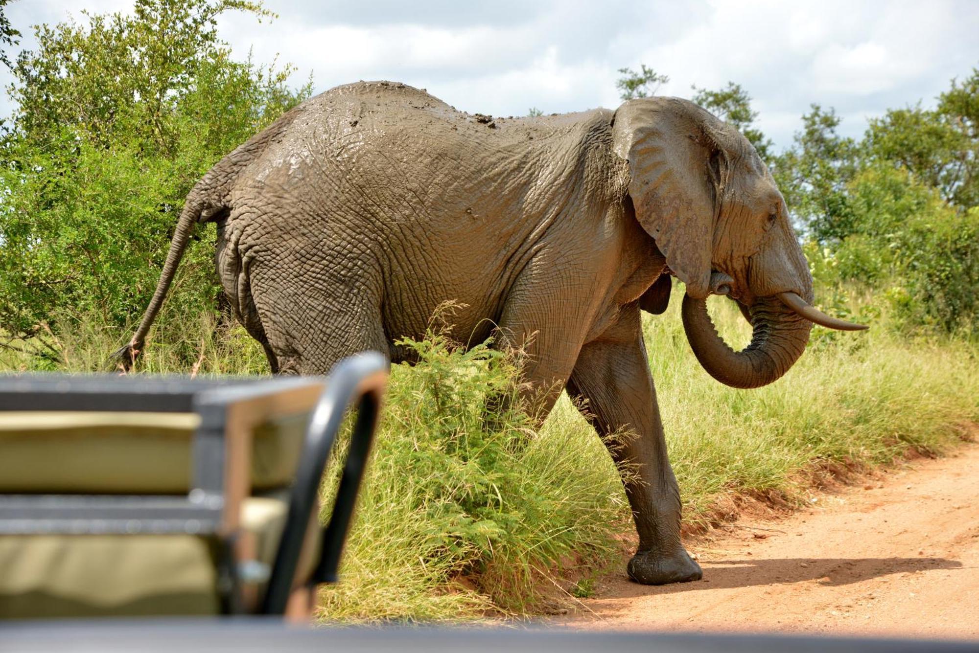 Kruger Safari Lodge Wildreservat Manyeleti Exterior foto